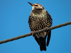 Sturnus vulgaris