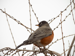 Turdus migratorius