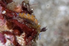 Favorinus tsuruganus