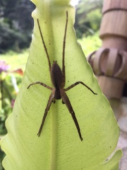 Heteropoda ocyalina