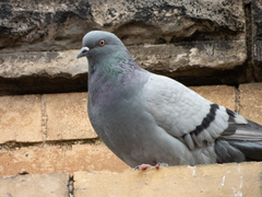 Columba livia domestica