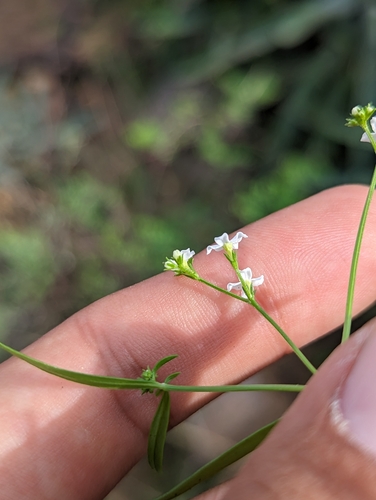 Image of Stenotis arenaria by (c) Abraham Sánchez Romero, some rights reserved (CC BY)