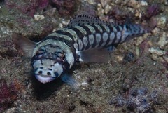 Parapercis tetracantha