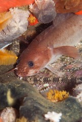 Cape Rockling photo 1