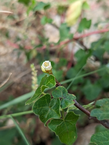 Image of Jatropha moranii by (c) Abraham Sánchez Romero, some rights reserved (CC BY)