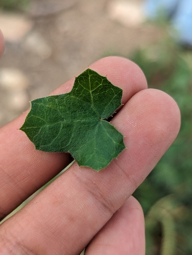 Image of Jatropha moranii by (c) Abraham Sánchez Romero, some rights reserved (CC BY)