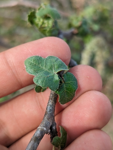 Image of Jatropha moranii by (c) Abraham Sánchez Romero, some rights reserved (CC BY)