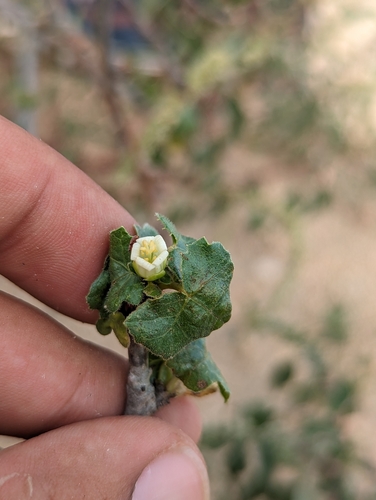 Image of Jatropha moranii by (c) Abraham Sánchez Romero, some rights reserved (CC BY)