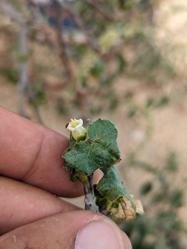 Image of Jatropha moranii by (c) Abraham Sánchez Romero, some rights reserved (CC BY)
