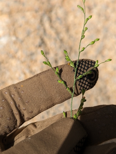 Image of Urochloa arizonica by (c) Abraham Sánchez Romero, some rights reserved (CC BY)