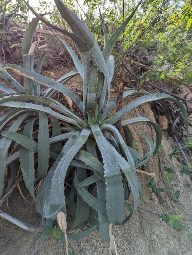 Agave capensis Gentry