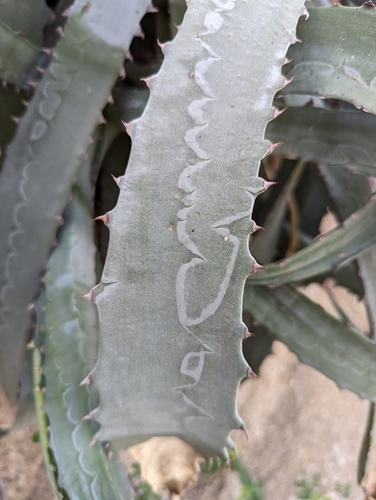 Agave capensis Gentry 2