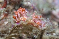 Coryphellina flamma