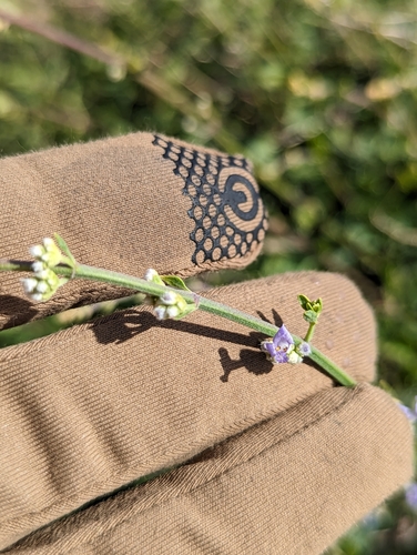 Image of Hyptis collina by (c) Abraham Sánchez Romero, some rights reserved (CC BY)