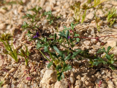 Image of Schistophragma polystachyum by (c) Abraham Sánchez Romero, some rights reserved (CC BY)