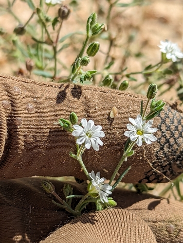 Image of Lightning Weed (Drymaria arenarioides) by (c) Abraham Sánchez Romero, some rights reserved (CC BY)
