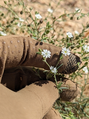 Image of Drymaria arenarioides by (c) Abraham Sánchez Romero, some rights reserved (CC BY)