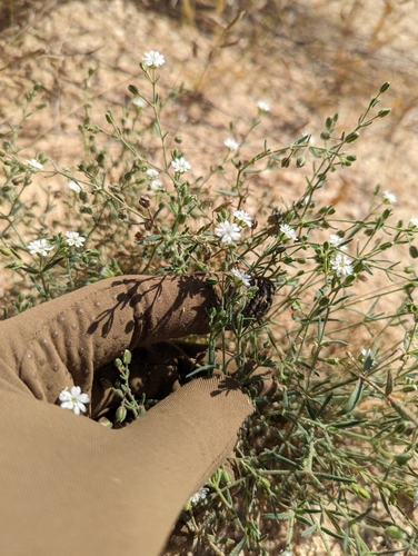 Image of Lightning Weed (Drymaria arenarioides) by (c) Abraham Sánchez Romero, some rights reserved (CC BY)