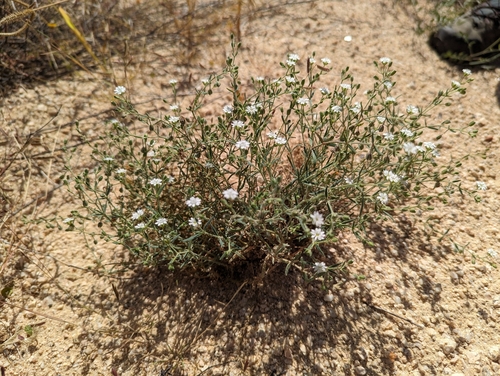 Image of Drymaria arenarioides by (c) Abraham Sánchez Romero, some rights reserved (CC BY)