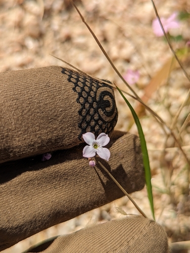 Image of Stenotis asperuloides by (c) Abraham Sánchez Romero, some rights reserved (CC BY)