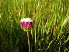 Trifolium grayi