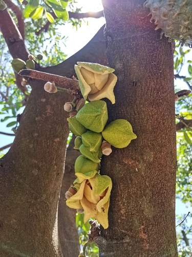 Soursop