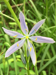 Camassia leichtlinii