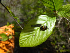 Chrysomela interrupta