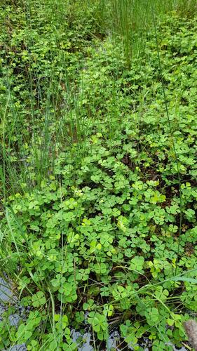 Image of Marsilea drummondii by (c) Matthew Lincoln, some rights reserved (CC BY)