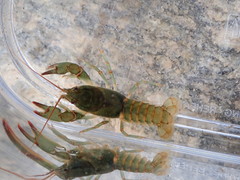 Cambarus howardi