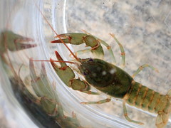 Cambarus howardi