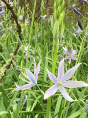 Camassia leichtlinii