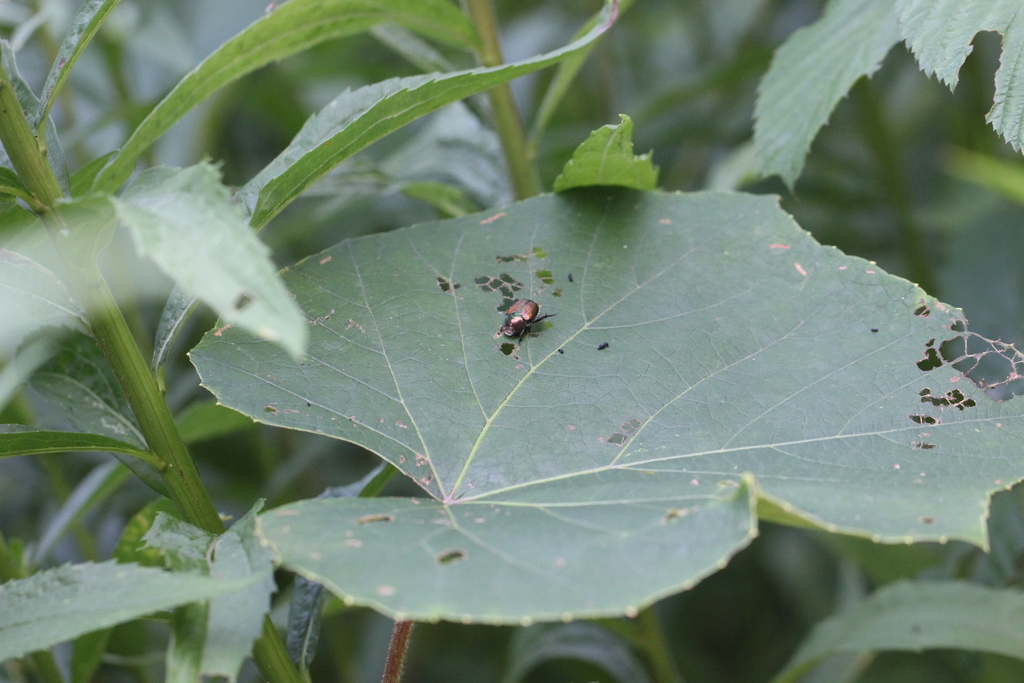Japanese Insect Ga Japanese Beetle from Ridgegate Dr, Georgia 30533 on June 28, 2023 at 07 ...