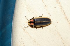 Pyractomena angulata