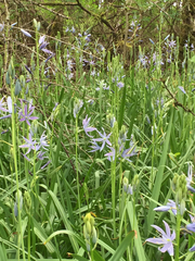 Camassia leichtlinii