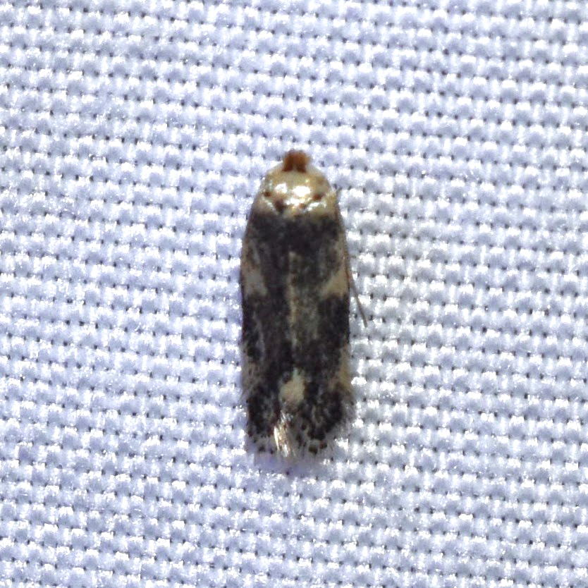 Zimmermannia mesoloba