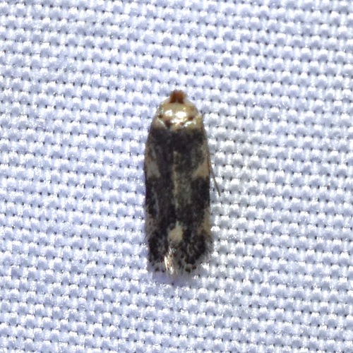 Zimmermannia mesoloba