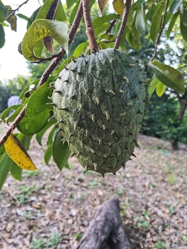 Annona muricata - Whole tree