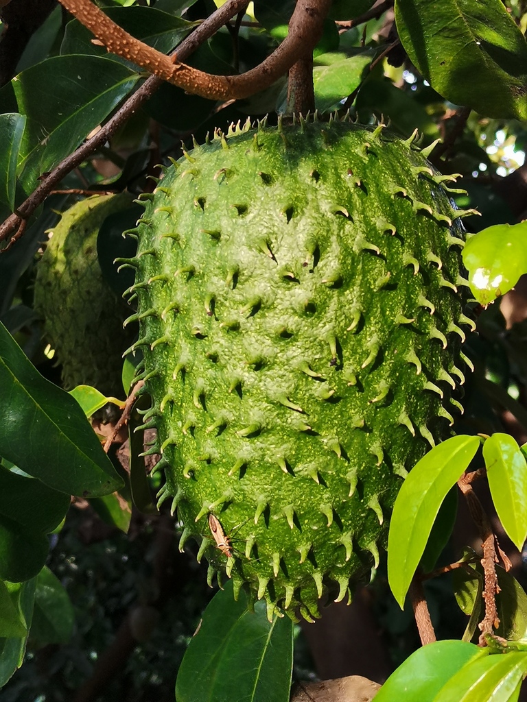 Annona muricata — a medium houseplant, prefers full sun light