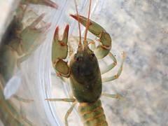 Cambarus howardi