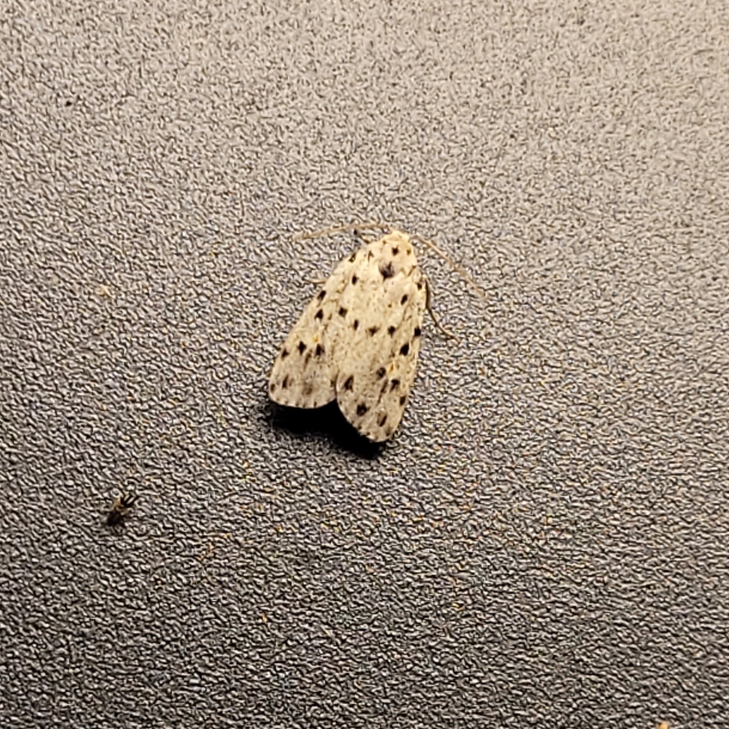 Lomuna nigripuncta