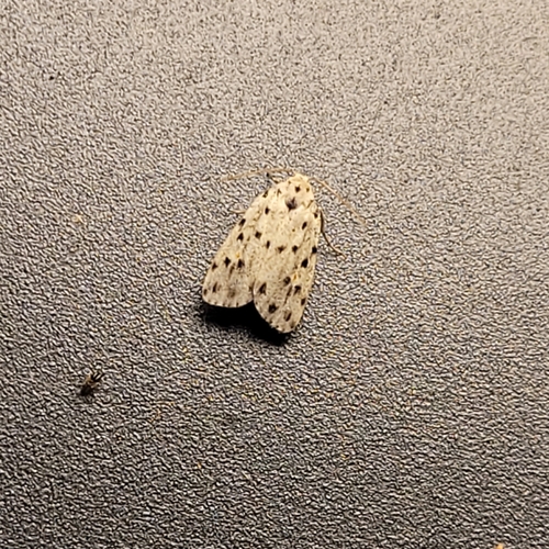 Lomuna nigripuncta