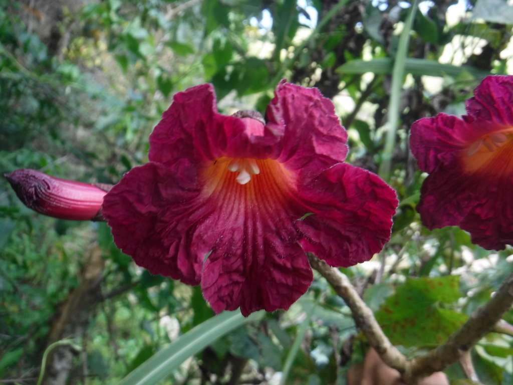 Tabebuia conferta