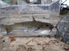 Ameiurus brunneus