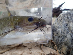 Ameiurus brunneus