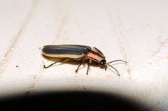 Pyractomena angulata