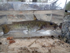 Ameiurus brunneus