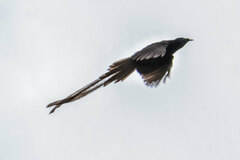 Ribbon-Tailed Astrapia photo 5