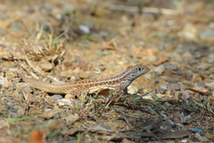 Leiocephalus raviceps