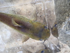 Ameiurus brunneus